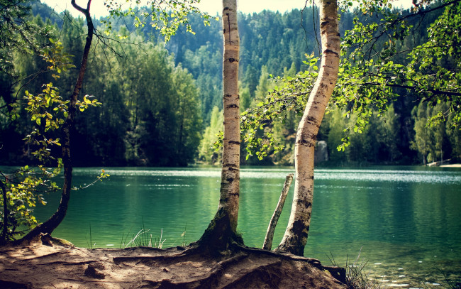 Обои картинки фото природа, реки, озера, озеро, солнечно, береза, ствол, деревья, лес
