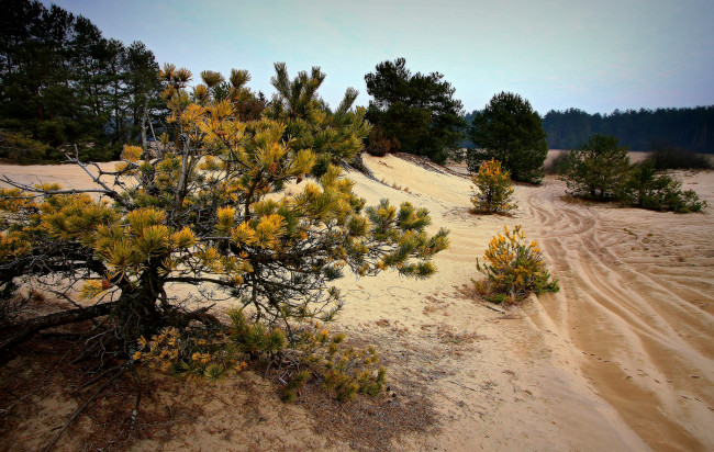 Обои картинки фото природа, деревья, сосна, дюны