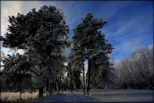 Обои картинки фото природа, зима, деревья, иней, снег