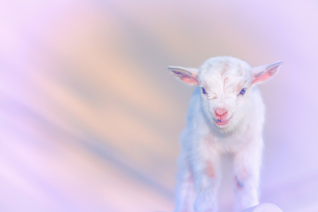 Обои картинки фото животные, козы, козлёнок, белый, фон, розовый, малыш, обработка
