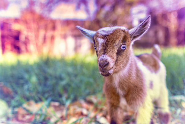 Обои картинки фото животные, козы, козлёнок, малыш, трава, обработка