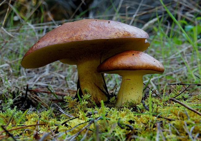 Обои картинки фото природа, грибы, маслята