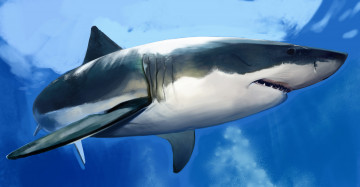 Картинка рисованное животные акула shark рыба хищник вода море