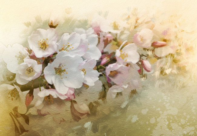 Обои картинки фото рисованное, цветы, вишня, ветка, цветение, весна
