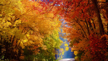 Картинка природа дороги лес осень деревья дорога желтые красочно солнечно