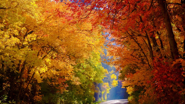 Обои картинки фото природа, дороги, лес, осень, деревья, дорога, желтые, красочно, солнечно