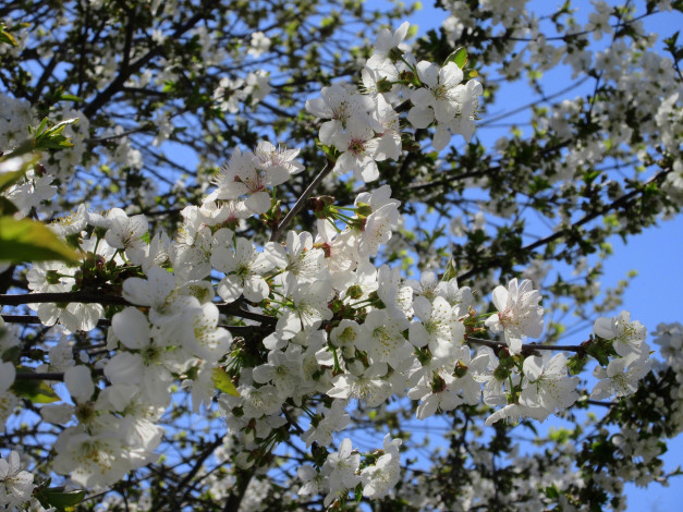 Обои картинки фото цветы, сакура,  вишня, весна, 2018, апрель