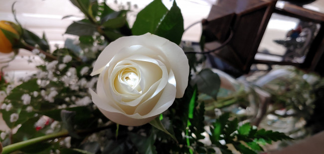 Обои картинки фото цветы, розы, белая, роза, бутон