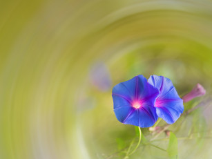 Картинка цветы вьюнки +ипомеи синие