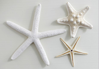 Картинка разное ракушки кораллы декоративные spa камни белый морские звезды