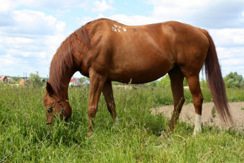 Картинка животные лошади кобыла трава