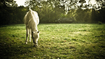 Картинка животные лошади лето поле конь