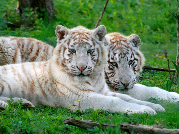 Обои картинки фото животные, тигры, белый, полосы, хищник