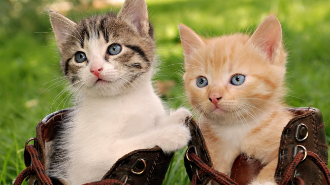 Обои картинки фото животные, коты, ботинки, котята