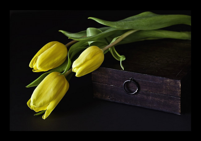 Обои картинки фото цветы, тюльпаны, желтый, ящик