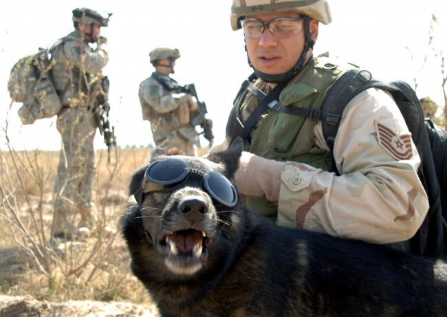 Обои картинки фото оружие, армия, спецназ, морпехи, собака, очки