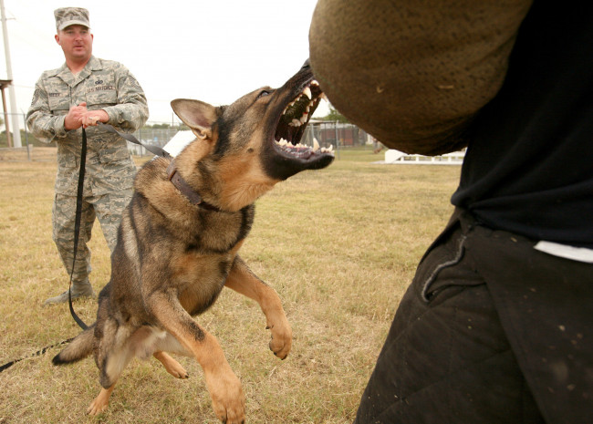 Обои картинки фото оружие, армия, спецназ, собака, кидается, солдат