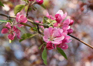 Картинка цветы цветущие деревья кустарники ветка розовый