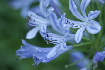 Картинка цветы агапантус африканская лилия макро нежность голубой