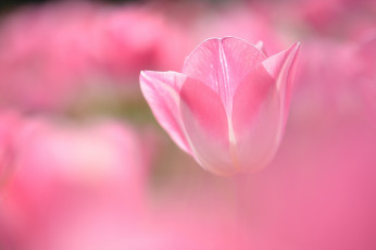 Картинка цветы тюльпаны нежность бутон розовый