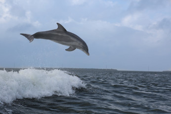 обоя животные, дельфины, волна, прыжок