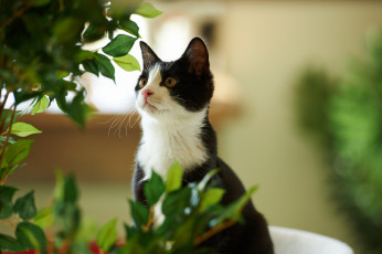 Картинка животные коты листья
