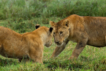 Картинка животные львы соперники