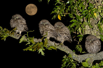 Картинка животные совы семейка луна ночь ветка дерево домовый сыч