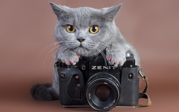 Картинка бренды зенит кот фотокамера