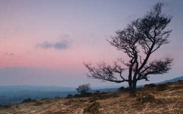 Картинка природа деревья дерево пейзаж закат