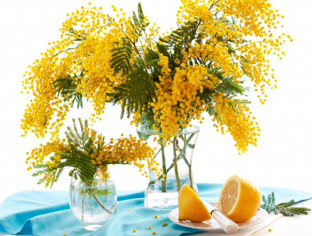 Обои картинки фото цветы, мимоза, мимозы, лимон