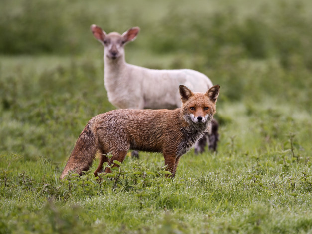 Обои картинки фото животные, разные, вместе, овца, лиса