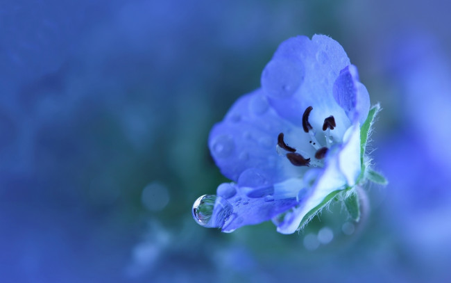 Обои картинки фото цветы, немофилы, вероники, цветок, голубой, капля, вода