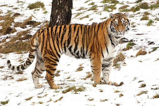 Обои картинки фото животные, тигры, красавец, снег