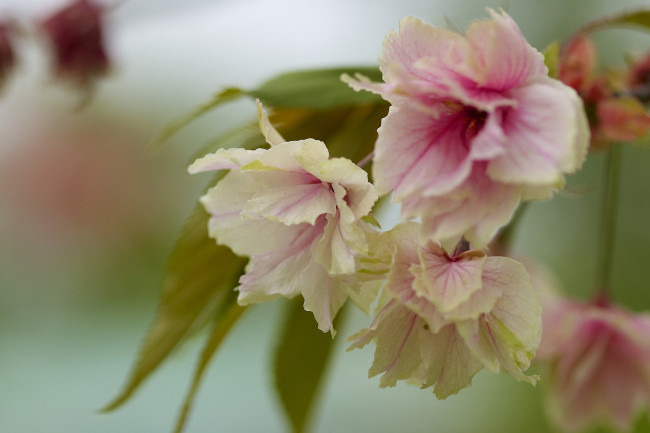 Обои картинки фото цветы, сакура, вишня, японская, макро