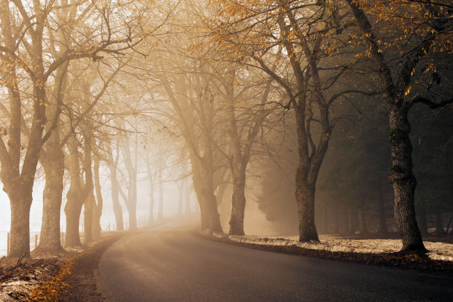 Обои картинки фото природа, дороги, поворот, туман, деревья, осень, дорога