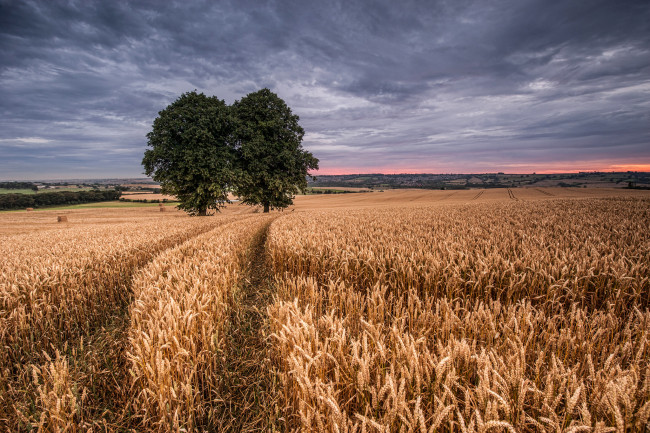 Обои картинки фото природа, поля, поле, пшеница, два, дерева