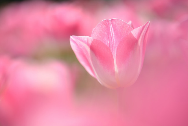 Обои картинки фото цветы, тюльпаны, нежность, бутон, розовый