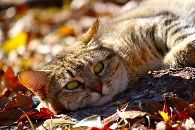 Обои картинки фото животные, коты, взгляд, котэ, листья