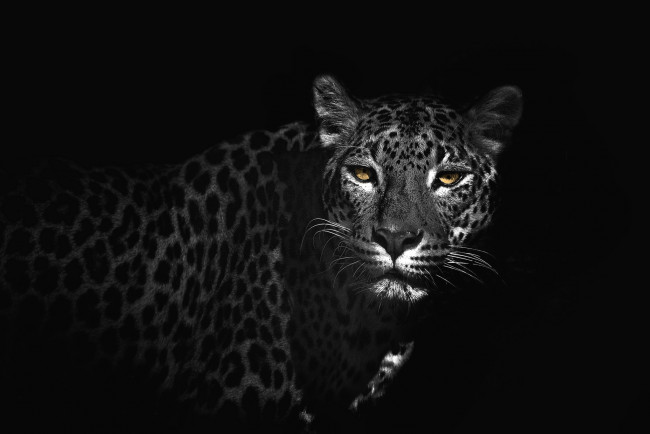Обои картинки фото животные, леопарды, глаза, кошка