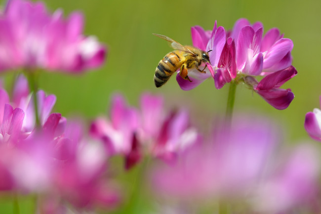 Обои картинки фото животные, пчелы, осы, шмели, клевер, пчела