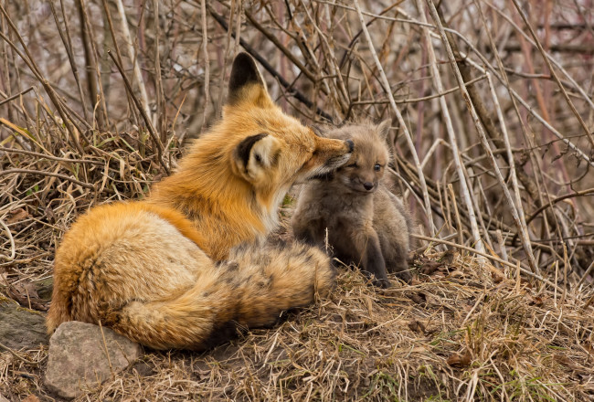 Обои картинки фото животные, лисы, любовь, малыш, мама