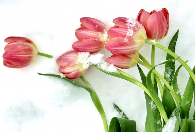 Обои картинки фото цветы, тюльпаны, снег, бутоны
