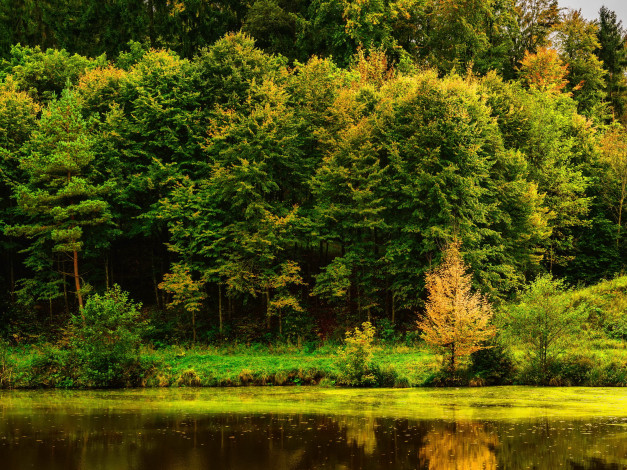Обои картинки фото природа, парк, штудгарт, пруд, деревья