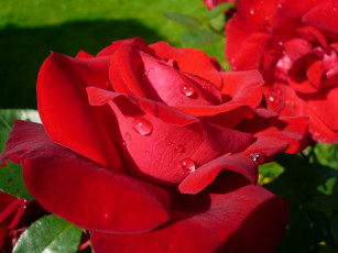 Картинка цветы розы алый капли