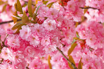 обоя цветы, сакура,  вишня, вишня, дерево, цветение, весна
