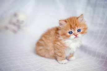 Картинка животные коты взгляд малыш рыжий котёнок персидская кошка