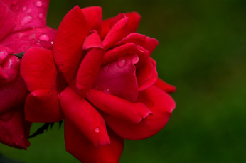 Картинка цветы розы алый