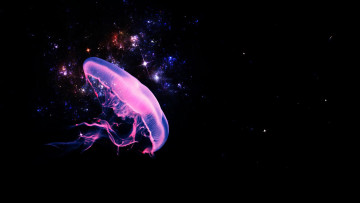 Картинка разное компьютерный+дизайн дизайн абстракция ночь звёзды медуза