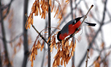 Картинка животные снегири зима семена ветки дерево снегирь птица